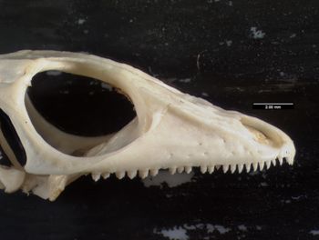 Media type: image;   Herpetology R-137300